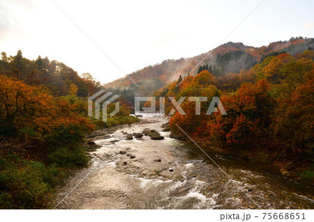 早出川渓谷の紅葉(新潟県) 早出川渓谷の紅葉(新潟県) 75668651