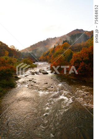 早出川渓谷の紅葉(新潟県) 早出川渓谷の紅葉(新潟県) 75668652