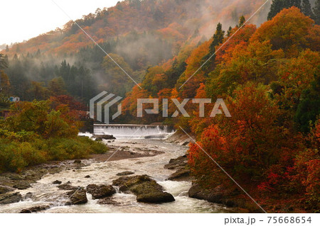 早出川渓谷の紅葉(新潟県) 早出川渓谷の紅葉(新潟県) 75668654