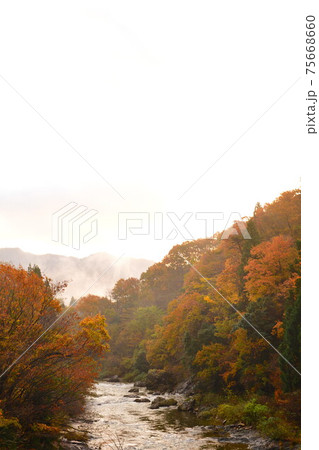 早出川渓谷の紅葉（新潟県） 75668660