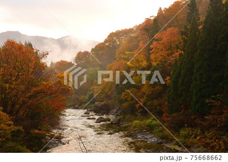 早出川渓谷の紅葉(新潟県) 早出川渓谷の紅葉(新潟県) 75668662