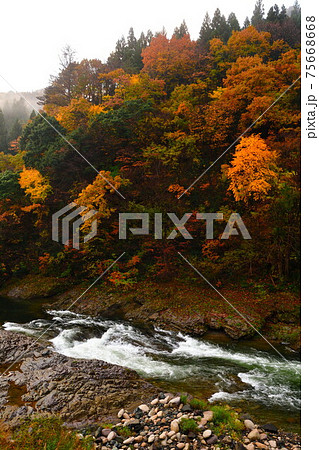 早出川渓谷の紅葉(新潟県) 早出川渓谷の紅葉(新潟県) 75668668