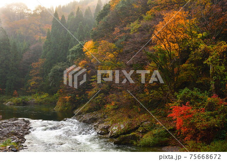 早出川渓谷の紅葉(新潟県) 早出川渓谷の紅葉(新潟県) 75668672