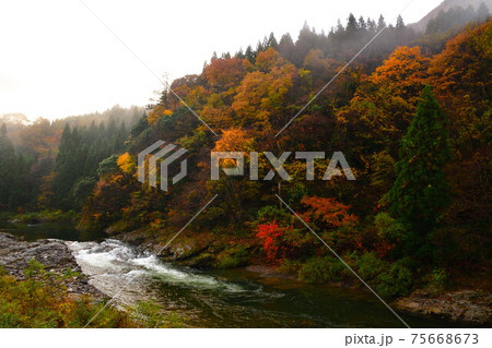 早出川渓谷の紅葉(新潟県) 早出川渓谷の紅葉(新潟県) 75668673