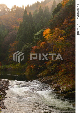 早出川渓谷の紅葉(新潟県) 早出川渓谷の紅葉(新潟県) 75668674