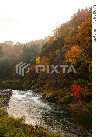 早出川渓谷の紅葉(新潟県) 早出川渓谷の紅葉(新潟県) 75668678