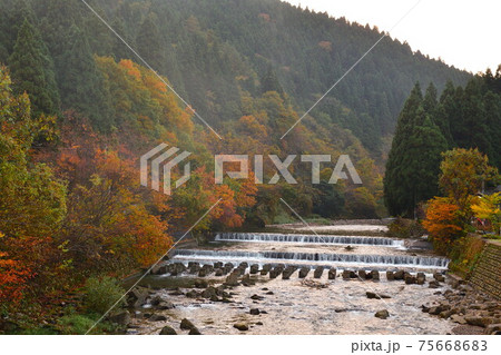 早出川渓谷の紅葉（新潟県） 75668683