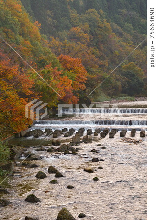 早出川渓谷の紅葉(新潟県) 早出川渓谷の紅葉(新潟県) 75668690