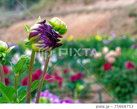 花畑の紫色のダリアのつぼみの写真素材