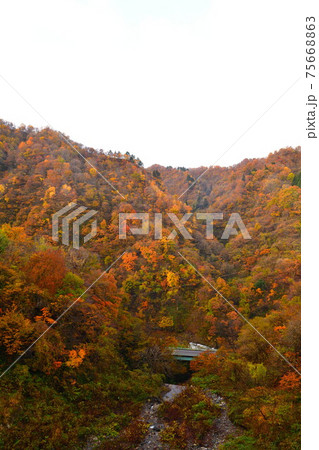 早出川渓谷の紅葉（新潟県） 75668863
