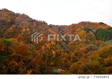 早出川渓谷の紅葉(新潟県) 早出川渓谷の紅葉(新潟県) 75668864