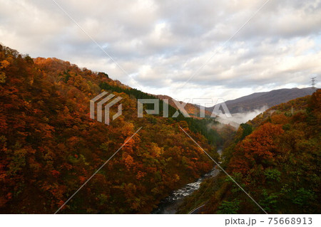 早出川渓谷の紅葉（新潟県） 75668913