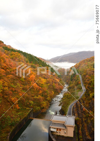 早出川ダムからの紅葉(新潟県) 早出川ダムからの紅葉(新潟県) 75669077