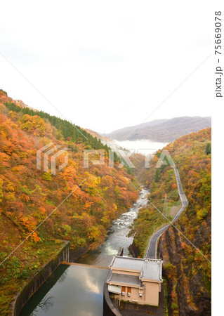 早出川ダムからの紅葉(新潟県) 早出川ダムからの紅葉(新潟県) 75669078