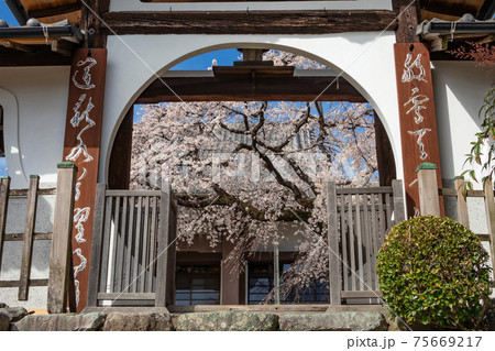 香積院、満開のしだれ桜〈愛知県名古屋市〉 香積院、満開のしだれ桜〈愛知県名古屋市〉 75669217