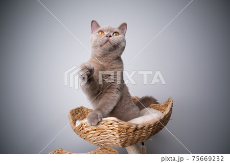 curious kitten on scratching post playing lifting paw curious kitten on scratching post playing lifting paw 75669232