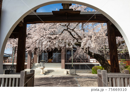 香積院、満開のしだれ桜〈愛知県名古屋市〉 75669310