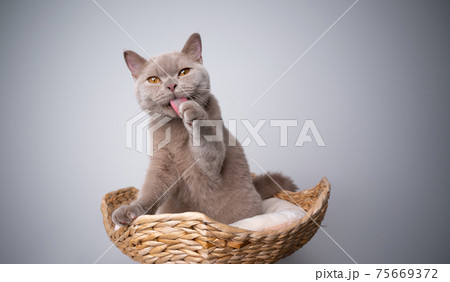 british shorthair kitten on scratching post grooming licking paw 75669372