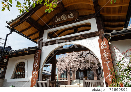 香積院、満開のしだれ桜〈愛知県名古屋市〉 香積院、満開のしだれ桜〈愛知県名古屋市〉 75669392
