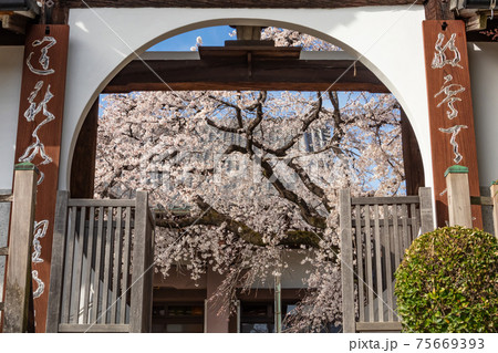 香積院、満開のしだれ桜〈愛知県名古屋市〉 75669393