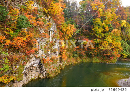 早出川渓谷の紅葉(新潟県) 早出川渓谷の紅葉(新潟県) 75669426