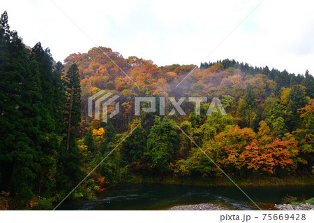 早出川渓谷の紅葉（新潟県） 75669428