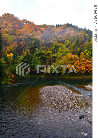 早出川渓谷の紅葉（新潟県） 75669429