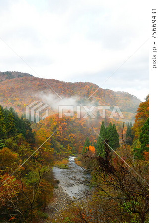 早出川渓谷の紅葉(新潟県) 早出川渓谷の紅葉(新潟県) 75669431