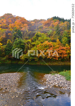 早出川渓谷の紅葉（新潟県） 75669432