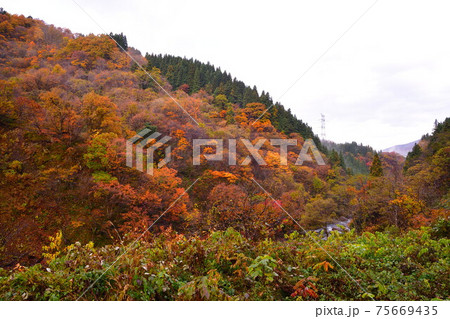 早出川渓谷の紅葉（新潟県） 75669435