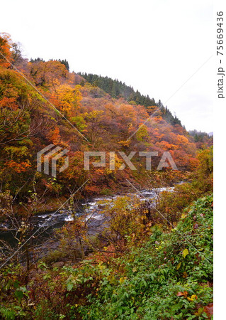 早出川渓谷の紅葉(新潟県) 早出川渓谷の紅葉(新潟県) 75669436