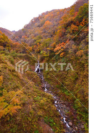 早出川渓谷の紅葉(新潟県) 早出川渓谷の紅葉(新潟県) 75669441