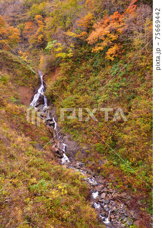 早出川渓谷の紅葉（新潟県） 75669442