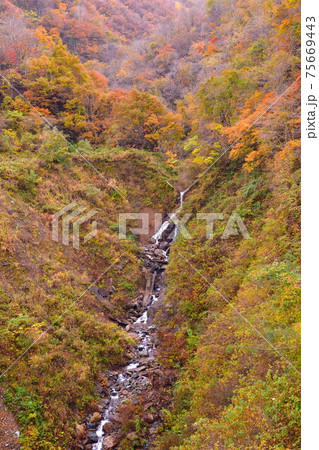 早出川渓谷の紅葉(新潟県) 早出川渓谷の紅葉(新潟県) 75669443