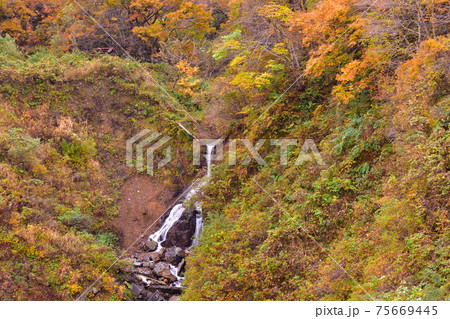 早出川渓谷の紅葉（新潟県） 75669445