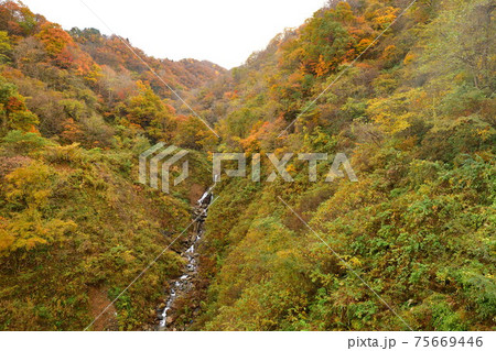 早出川渓谷の紅葉(新潟県) 早出川渓谷の紅葉(新潟県) 75669446
