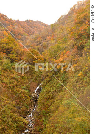 早出川渓谷の紅葉(新潟県) 早出川渓谷の紅葉(新潟県) 75669448
