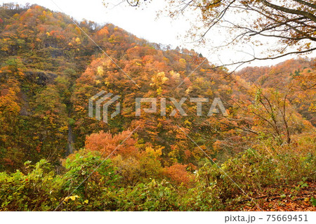 早出川渓谷の紅葉(新潟県) 早出川渓谷の紅葉(新潟県) 75669451