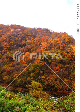 早出川渓谷の紅葉(新潟県) 早出川渓谷の紅葉(新潟県) 75669453