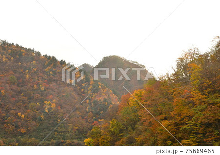 早出川渓谷の紅葉(新潟県) 早出川渓谷の紅葉(新潟県) 75669465