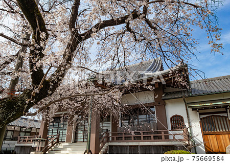 香積院、満開のしだれ桜〈愛知県名古屋市〉 香積院、満開のしだれ桜〈愛知県名古屋市〉 75669584