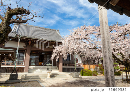 香積院、満開のしだれ桜〈愛知県名古屋市〉 香積院、満開のしだれ桜〈愛知県名古屋市〉 75669585