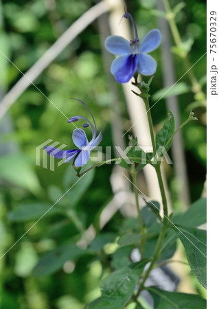 クレロデンドルム ブルーエルフィン 青い花の写真素材