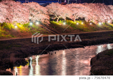 《静岡県》南伊豆町・河津桜ライトアップ 《静岡県》南伊豆町・河津桜ライトアップ 75670470