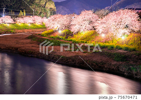 《静岡県》南伊豆町・河津桜ライトアップ 《静岡県》南伊豆町・河津桜ライトアップ 75670471