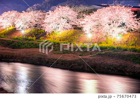 《静岡県》南伊豆町・河津桜ライトアップ 《静岡県》南伊豆町・河津桜ライトアップ 75670473