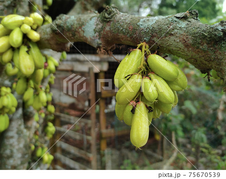 Averrhoa bilimbi commonly known belimbing buluh used by people at southeast Asia as a culinary spice and as a flavor enhancer to sour dishes.  75670539