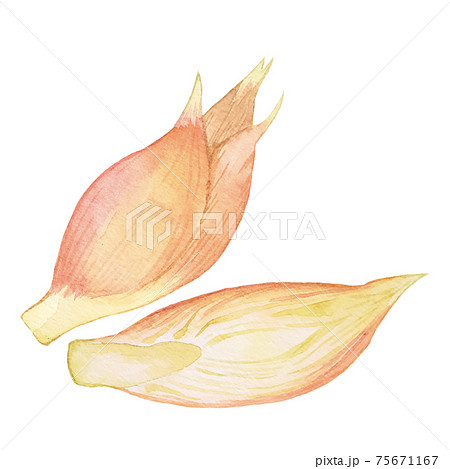 みょうが 薬味の水彩イラスト 薬膳 漢方 カットイラスト のイラスト素材