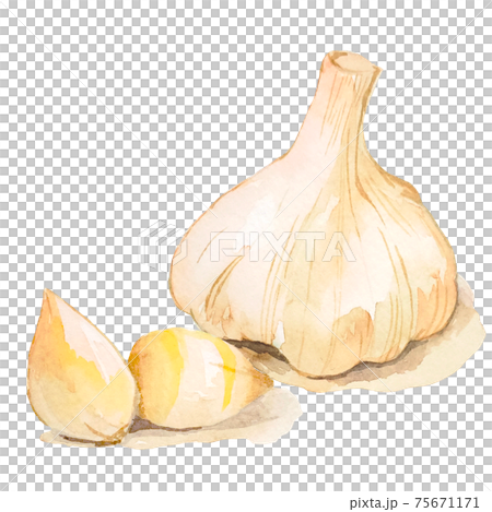 ニンニク　薬味の水彩イラスト　薬膳　漢方　カットイラスト　 75671171