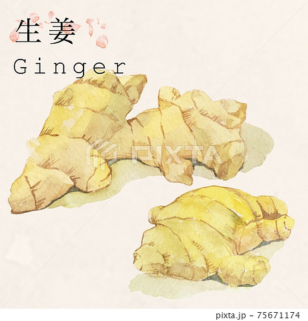 ショウガ 薬味の水彩イラスト 薬膳 漢方 カットイラスト のイラスト素材 ショウガ 薬味の水彩イラスト 薬膳 漢方 カットイラスト のイラスト素材